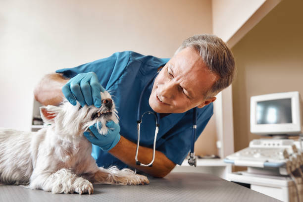 Best Holiday Emergency Dentist in Dundee, NY
